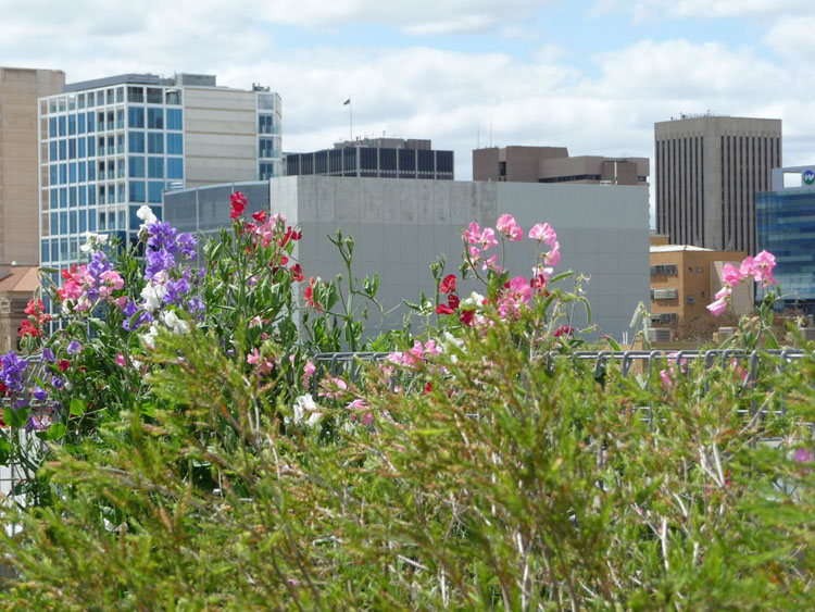 green roof native plants