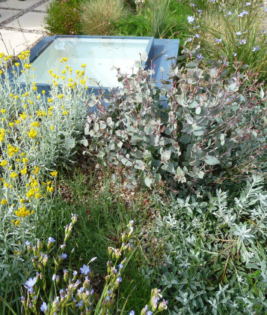 Green Roofs With Native Plants