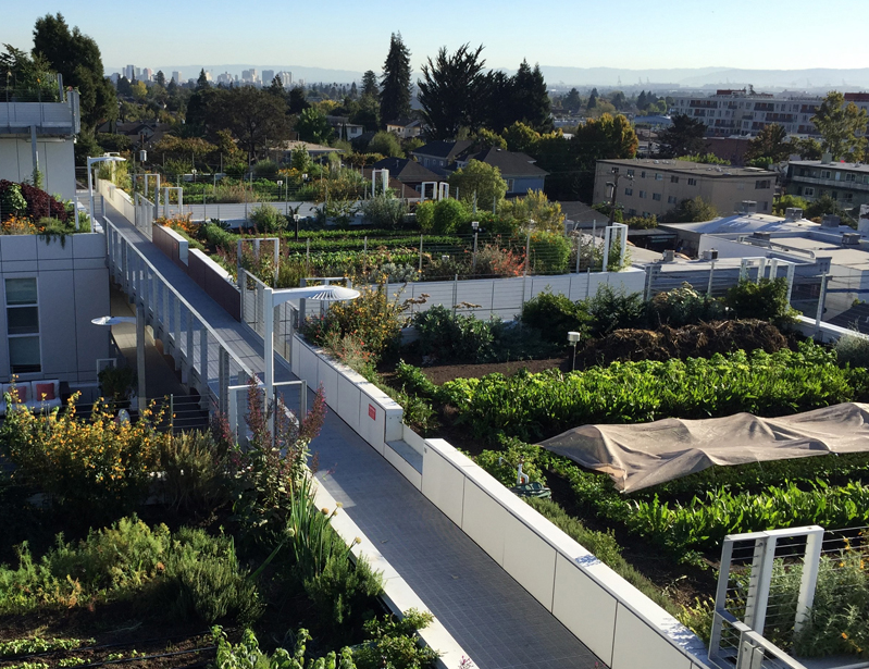 vegetable green roof