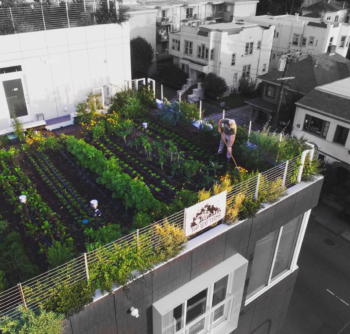 vegetable green roof