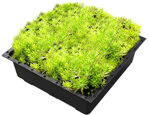 Modular Green Roof Trays